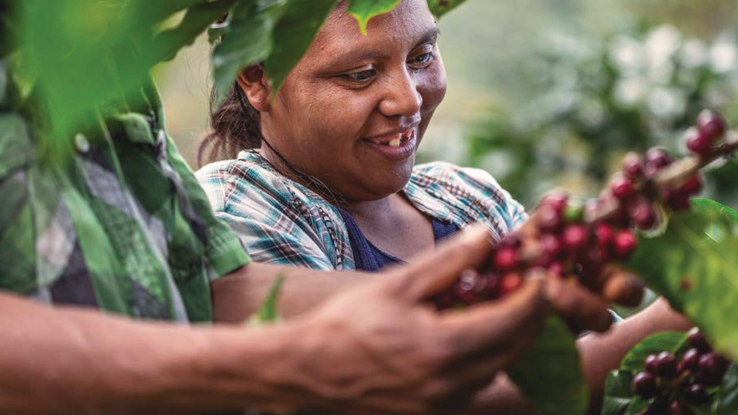 Honduras Café de Mujeres Ernte