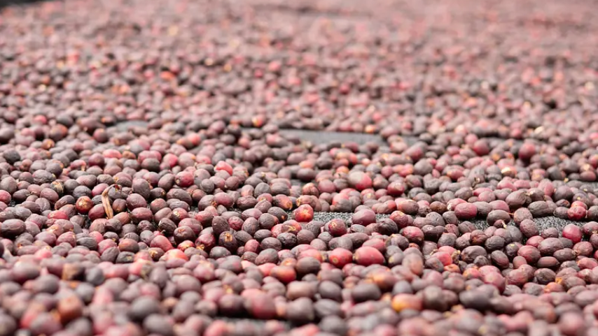 La Huaca Drying Process