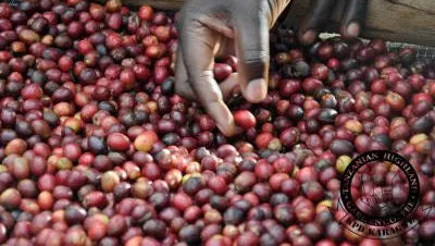 Tansania_Robusta_Kaffeekirschen