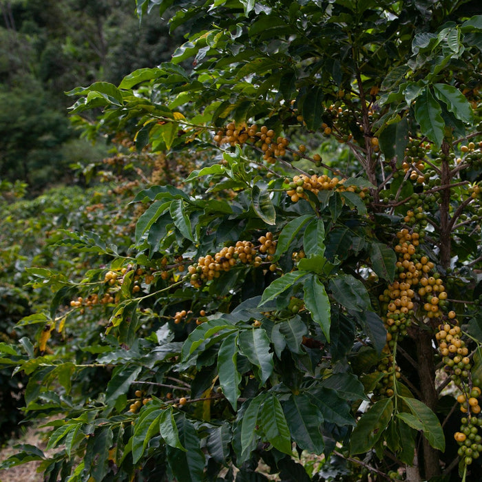 Campos Altos - Limited Edition